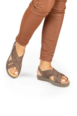 5882 Bosana|El Naturalista Store